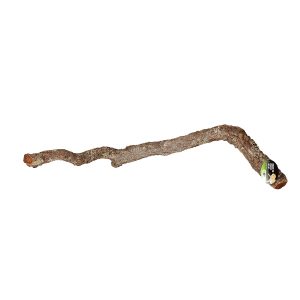 Pro Rep Cork Oak Branch, 40-60cm