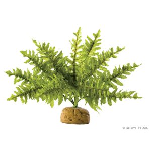 Exo Terra Boston Fern Small. PT-2990