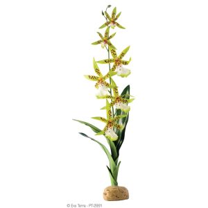 Exo Terra Spider Orchid, PT-2991