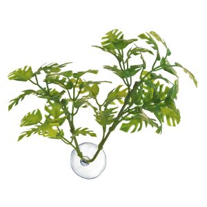 ZooMed Bolivian Croton, Medium, BU-25