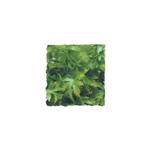 ZooMed Cannabis, Medium, BU-26