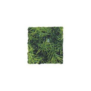 ZooMed Cashuarina, Medium, BU-28