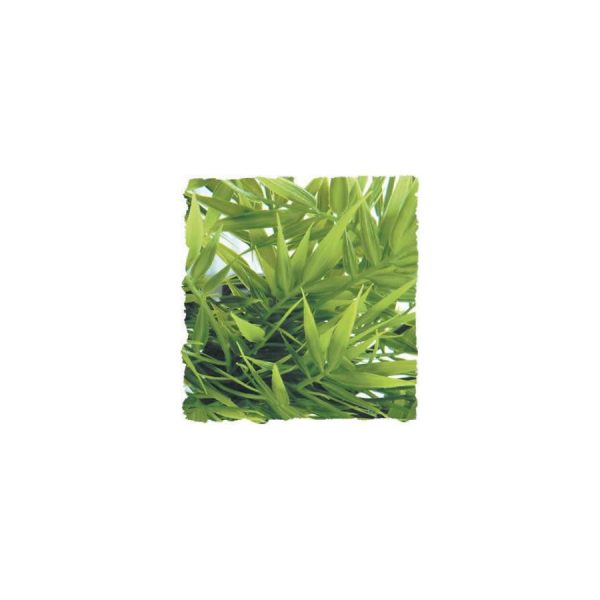 ZooMed Madagascar Bamboo, Medium, BU-29