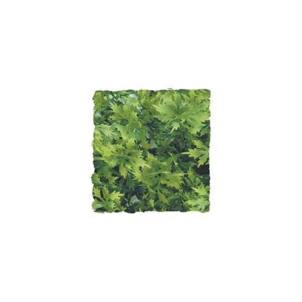 ZooMed Australian Maple, Large, BU-34