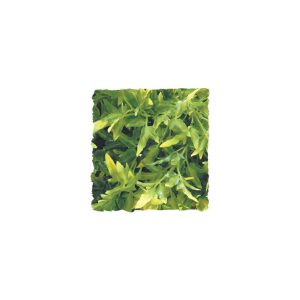 ZooMed Bolivian Croton, Large, BU-35