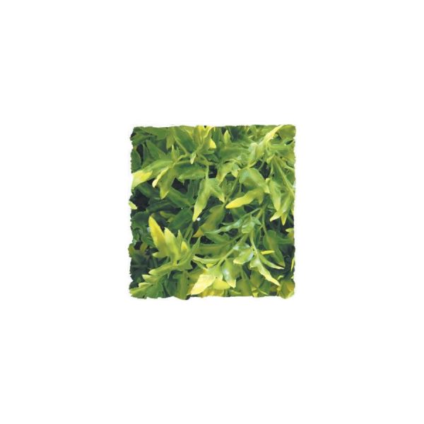 ZooMed Bolivian Croton, Large, BU-35
