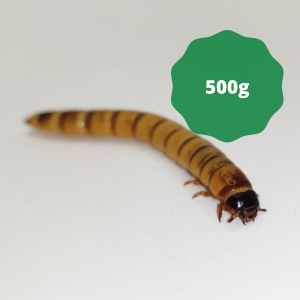 Morio Worms (Bag of 500g)