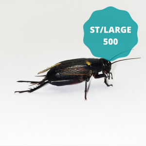 Black Crickets - Standard/Large (Bag of 500)