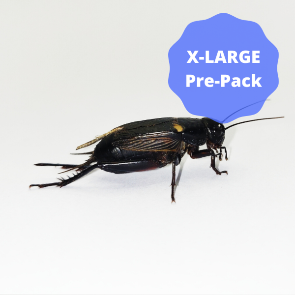 Black Crickets - Extra-Large Pre-Pack