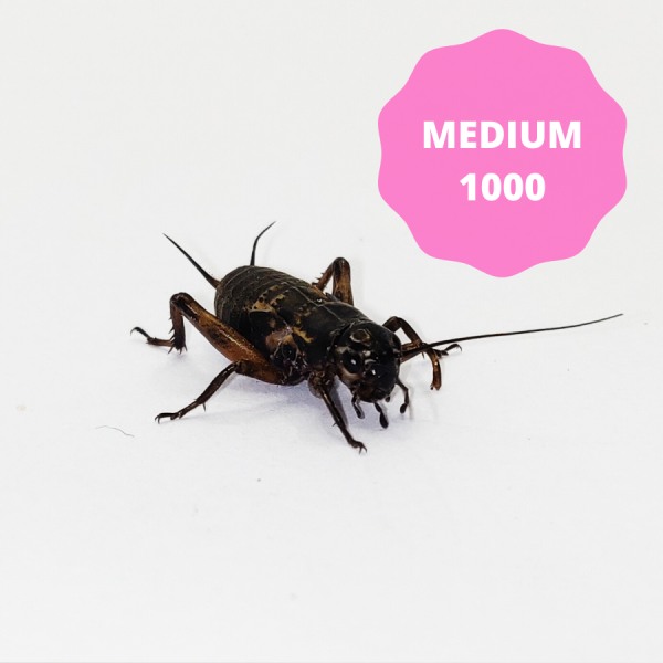Black Crickets - Medium (Bag of 1000)
