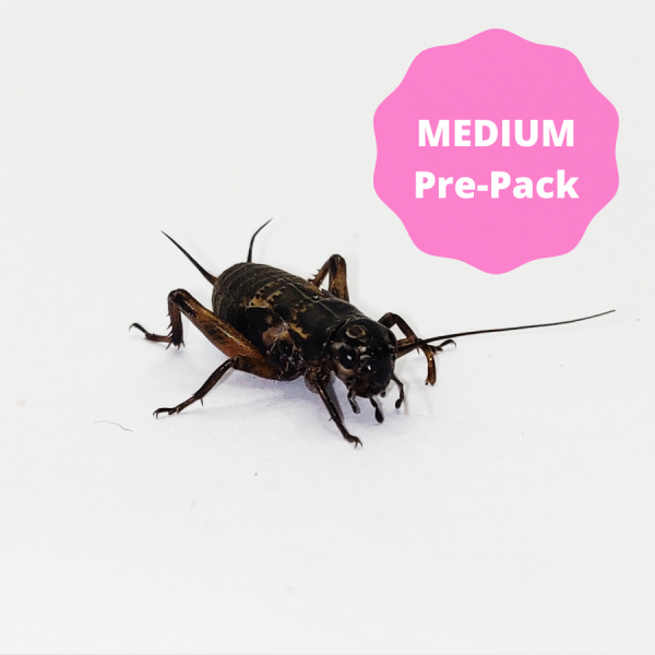 Black Crickets - Medium Pre-Pack