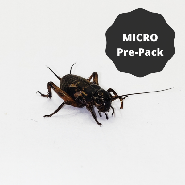 Black Crickets - Micro Pre-Pack