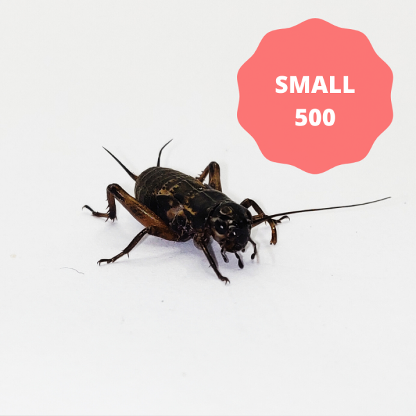 Black Crickets - Small (Tub of 500)