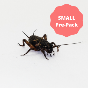 Black Crickets - Small Pre-Pack