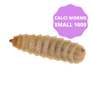 Calci-Worms - Small 1000