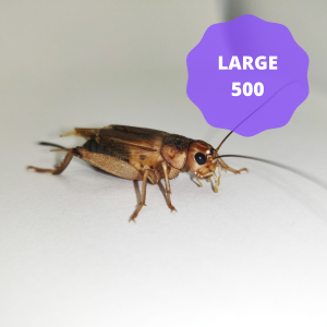 Silent Crickets - Large (Bag of 500)