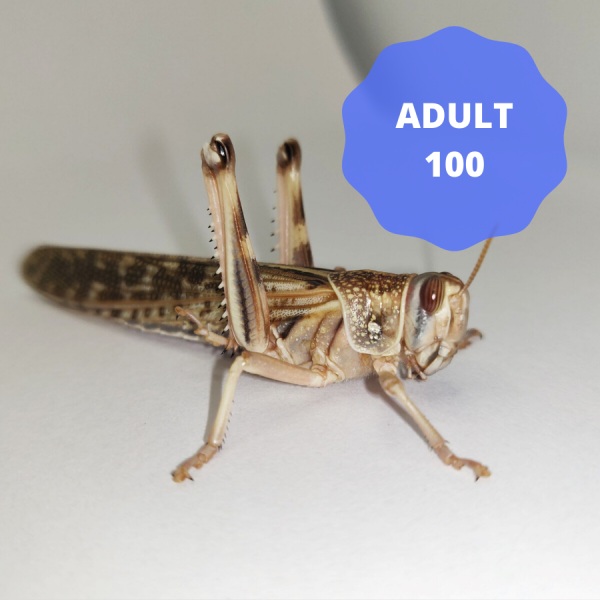 Locusts - Adult (Bag of 100)