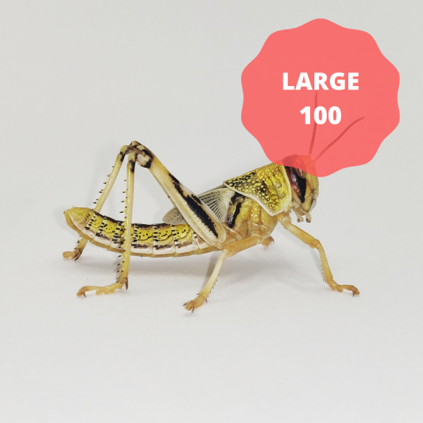 Locusts - Large (Bag of 100)