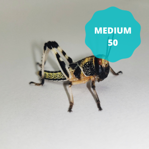 Locusts - Medium (Tub of 50)