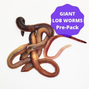 Giant Lob Worms (Lumbricus) Pre-Pack