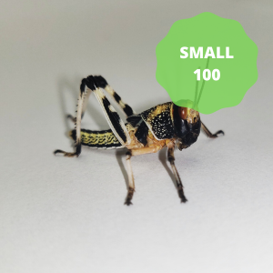 Locusts - Small (Tub of 100)