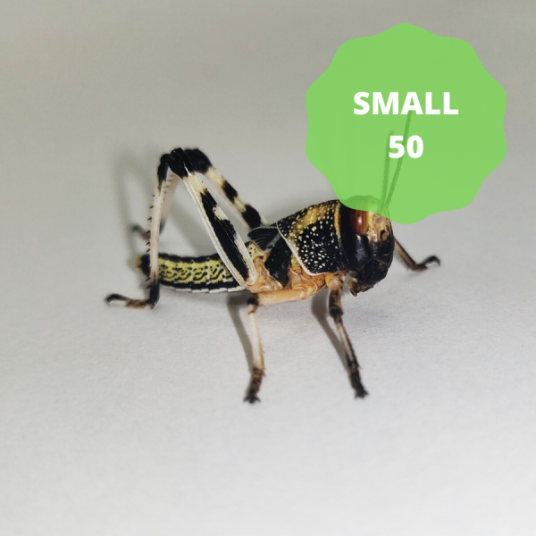 Locusts - Small (Tub of 50)