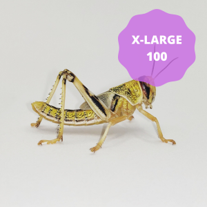 Locusts - Extra-Large (Bag of 100)