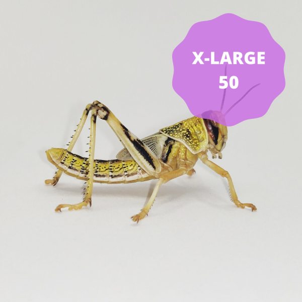 Locusts - Extra-Large (Bag of 50)