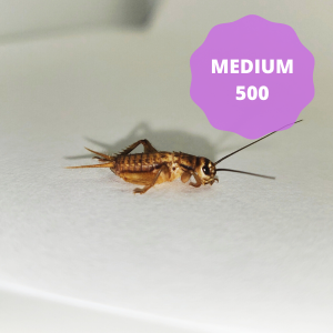 Silent Crickets - Medium (Bag of 500)