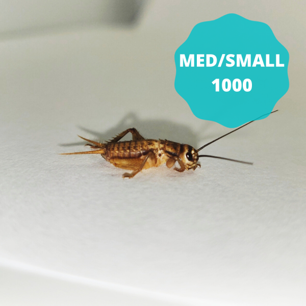 Silent Crickets - Medium Small (Bag of 1000)