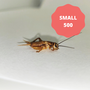 Silent Crickets - Small (Tub of 500)