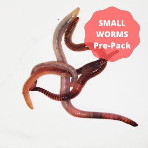 Small Worms (Dendrobaena) Pre-Pack