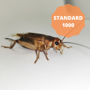 Silent Crickets - Standard (Bag of 1000)