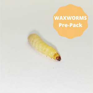 Waxworms - Pre-Pack 15g