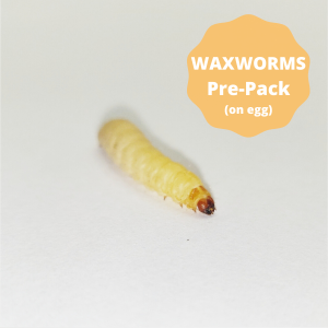 Waxworms (On Egg Pack) - 15g