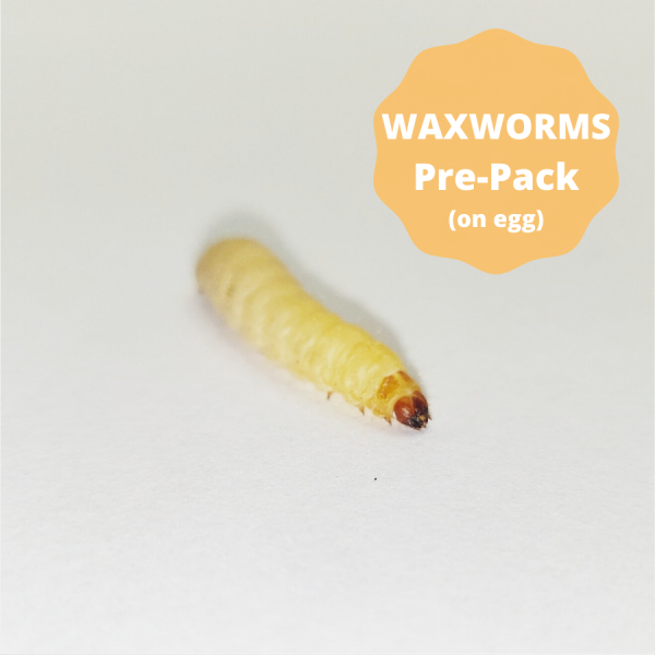 Waxworms (On Egg Pack) - 15g
