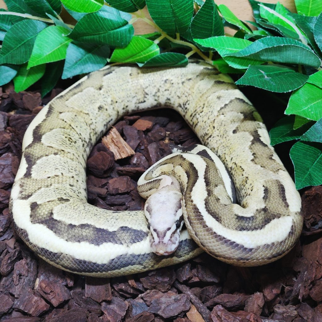 snake