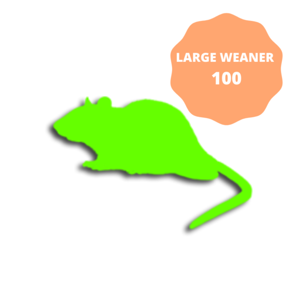Large Weaner Frozen Rats 10 pack