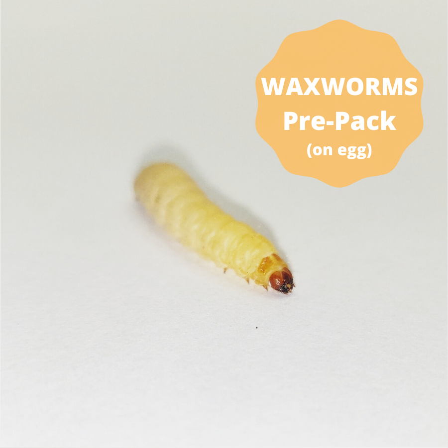 Waxworms (On Egg Pack) - 15g - Repxotics